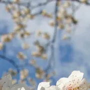 Kirschblüten weiss